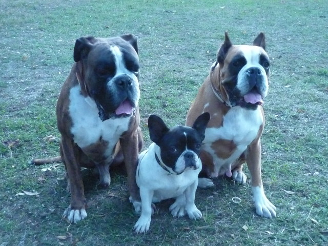 boxerbulldog1.jpg