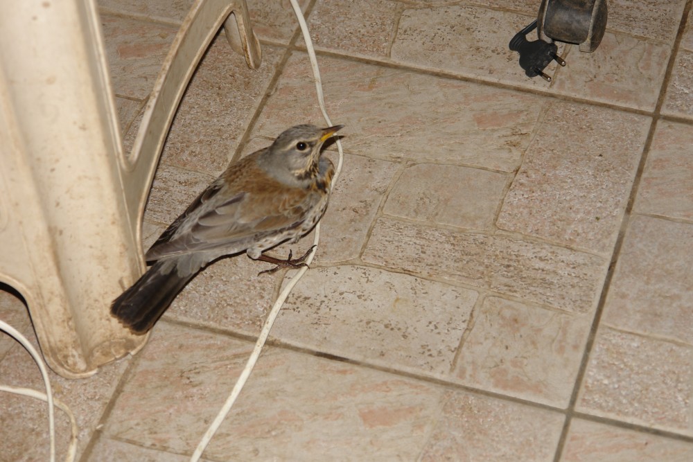 DSC01101.JPG