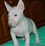 Bullterrier szuka (13/2012)