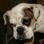 Bna bulldog (54/2012)