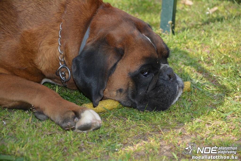 dsc_0424.jpg