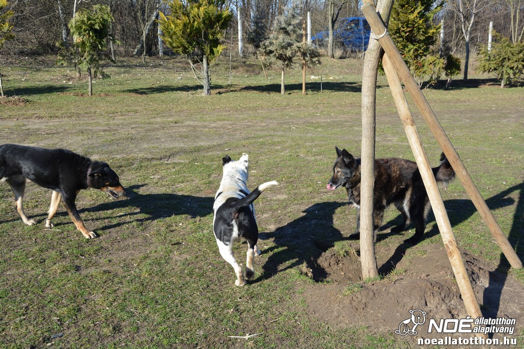 dsc_0603.jpg