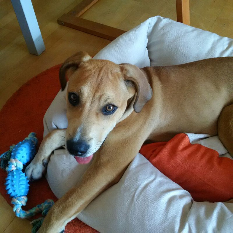 fidog2.jpg