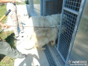 kennel1_msolata.jpg