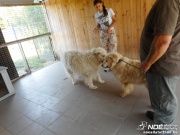 kennel2_msolata.jpg