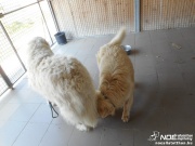 kennel4_msolata.jpg