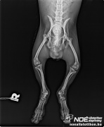 beretty_pelvis_20180123_0002.jpg