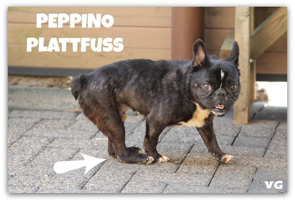 peppino.jpg