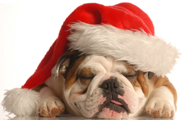 bulldog_christmas.jpg
