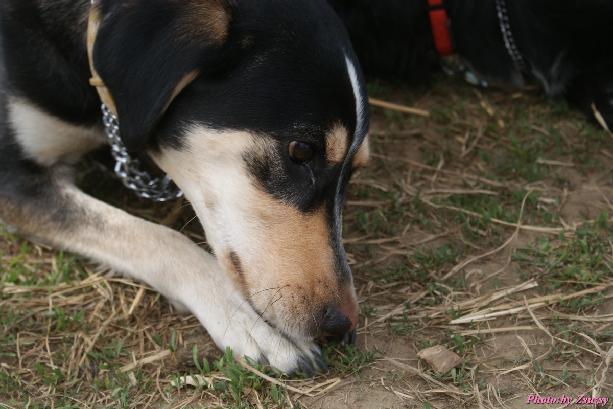 DSC01811.jpg