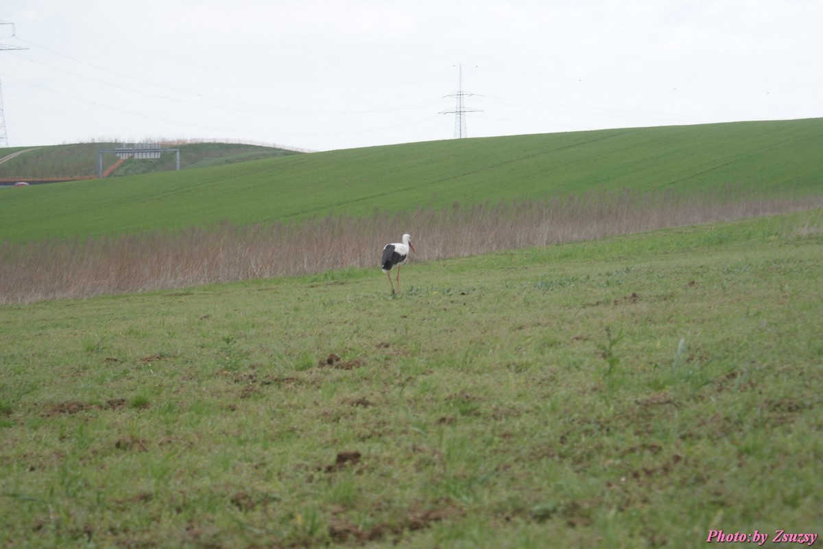 DSC01985.jpg