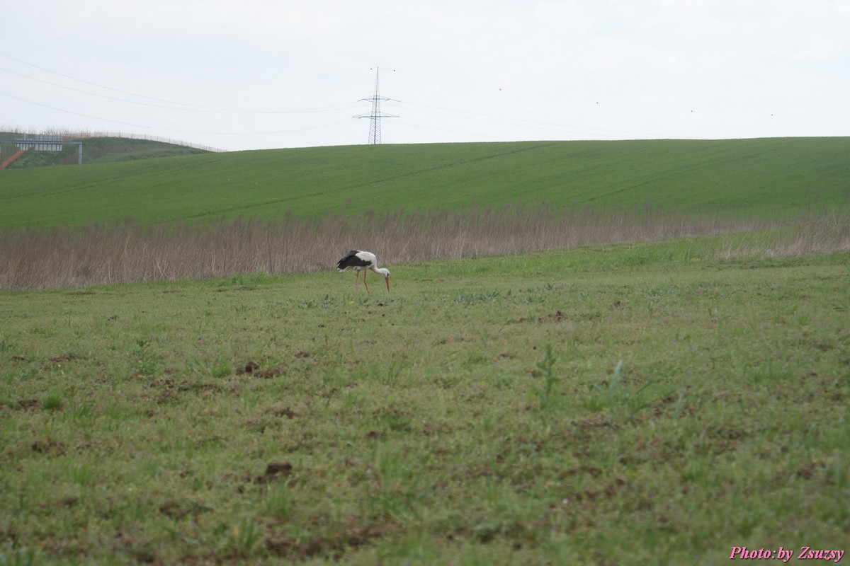 DSC01986.jpg