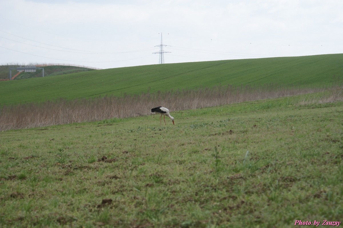 DSC01987.jpg