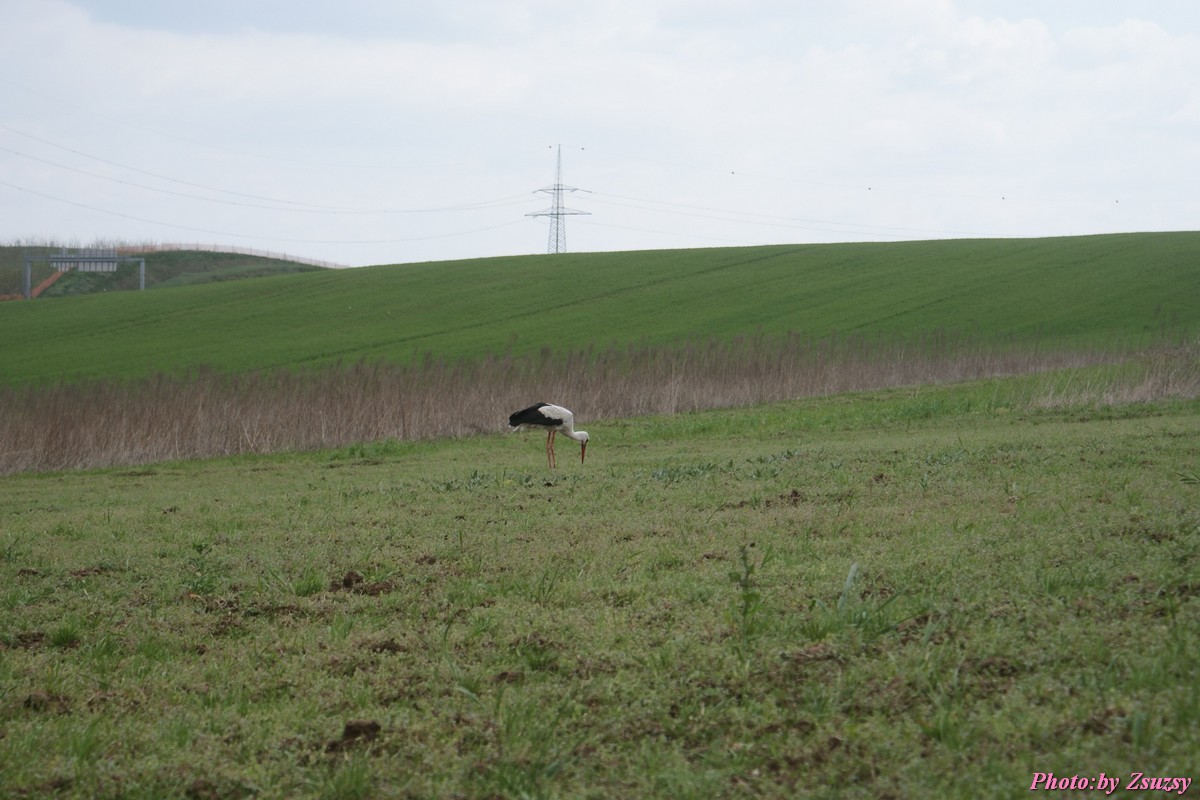 DSC01988.jpg