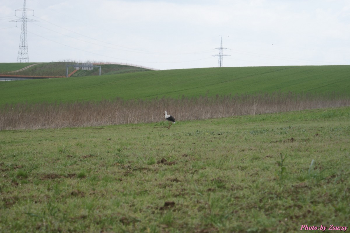 DSC01991.jpg