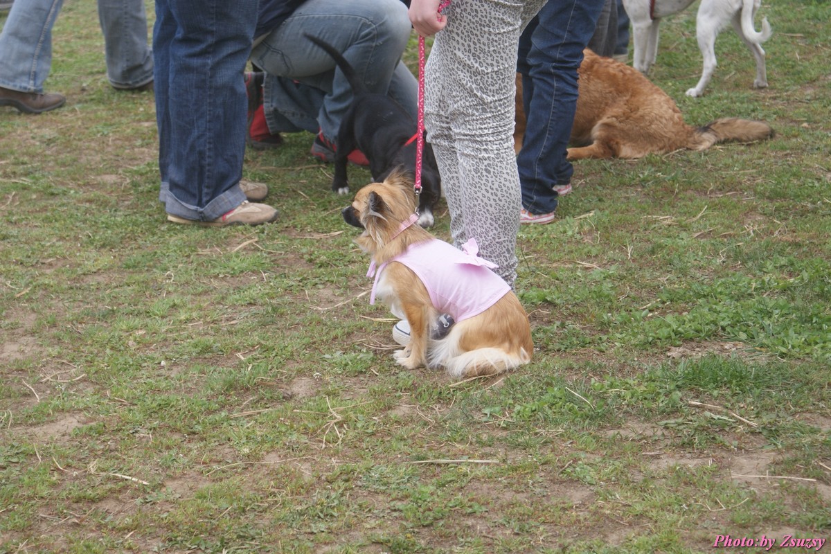DSC02196.jpg