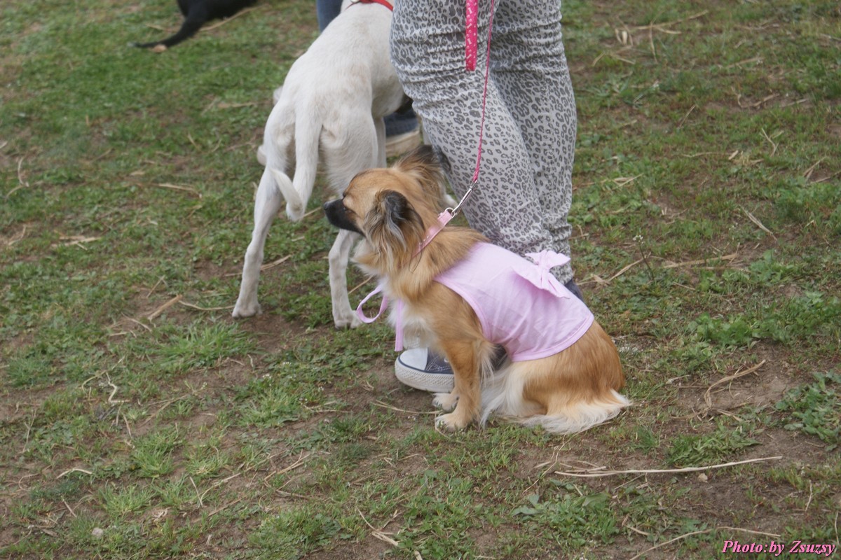 DSC02212.jpg