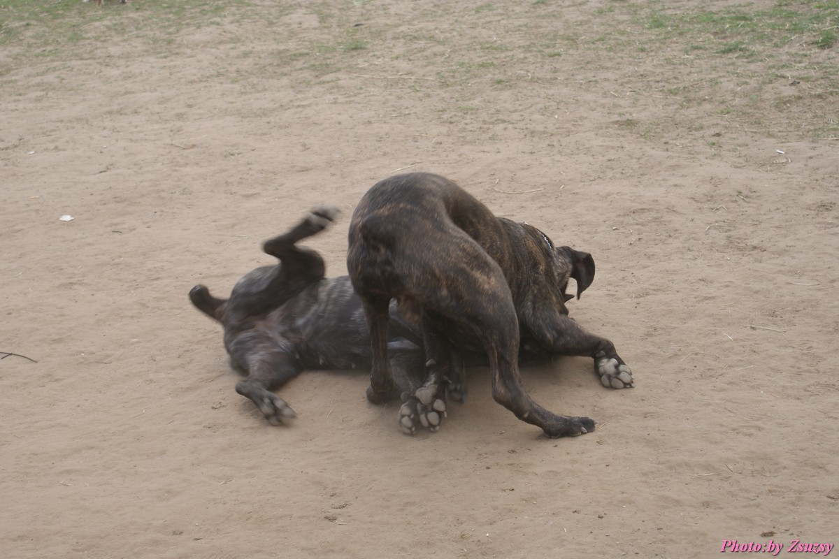 DSC02429.jpg