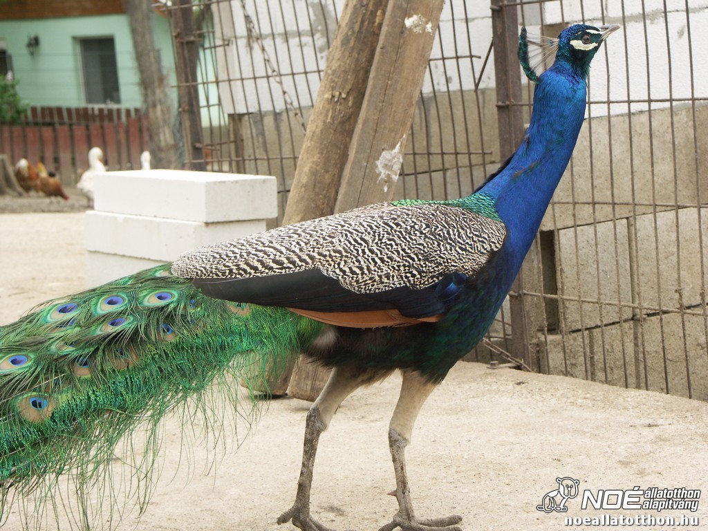 pict2578.jpg