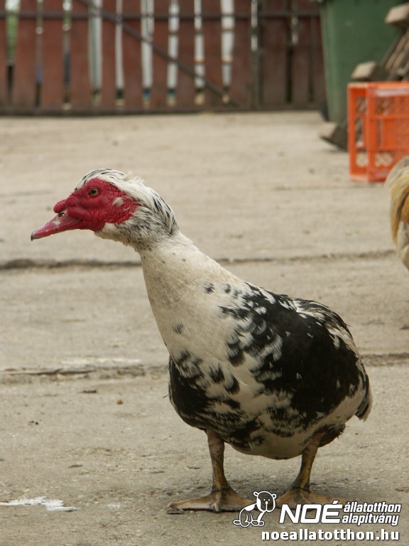 pict2606.jpg