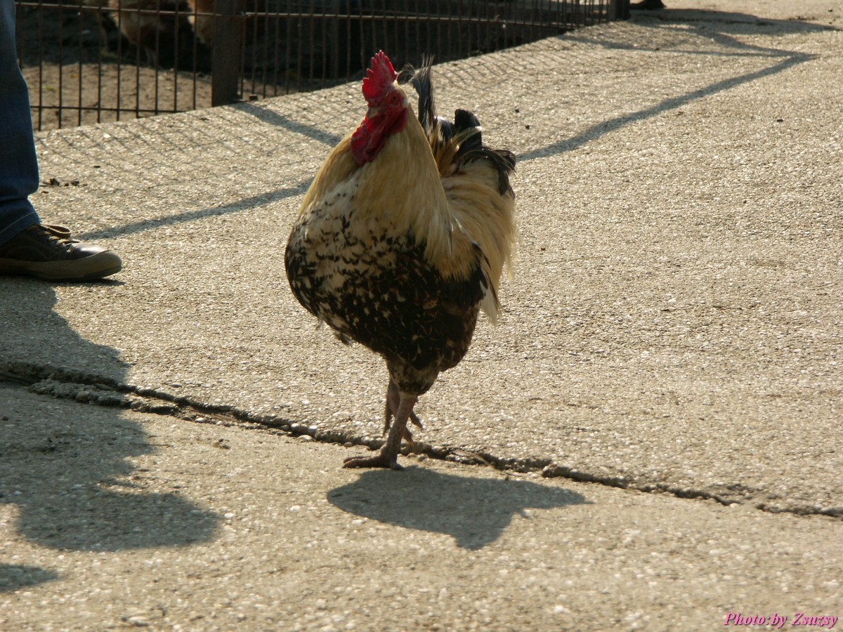 pict6730.jpg