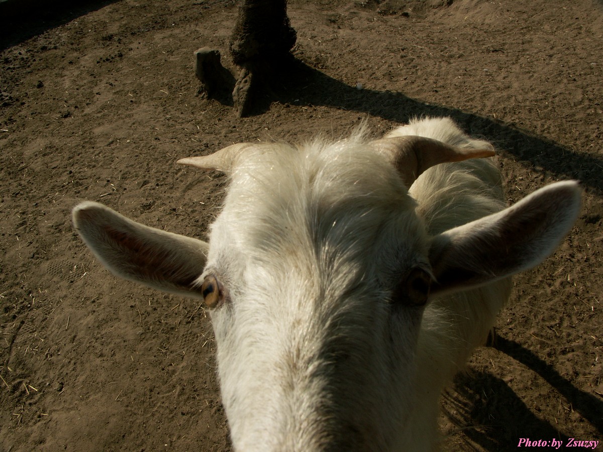 pict6731.jpg
