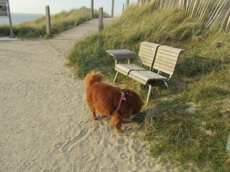 strandweg.jpg