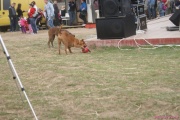 DSC02378.jpg