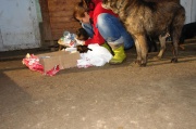 dsc00590.jpg