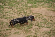 dsc00978.jpg