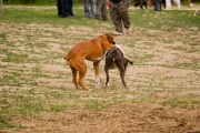 dsc00986.jpg