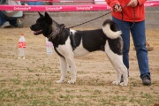 dsc00988.jpg