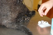 dsc01305.jpg