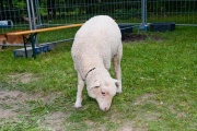 dsc02840.jpg