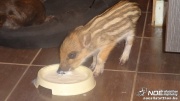 dsc05553.jpg