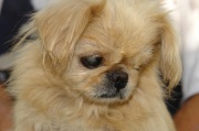 dsc07977.jpg