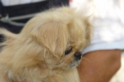 dsc07978.jpg
