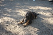 dsc08971.jpg