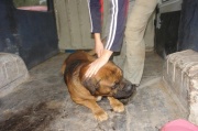 dsc09454.jpg