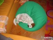 peti_babzsk_3.jpg