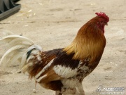pict2476.jpg