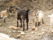 pict2509.jpg