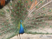 pict2617.jpg