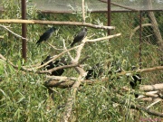 pict6695.jpg