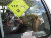 vip_dog.jpg