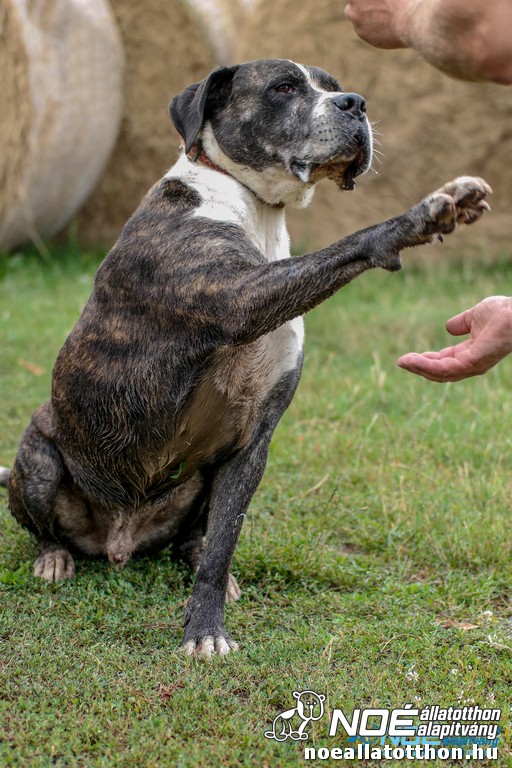 szapi6.jpg