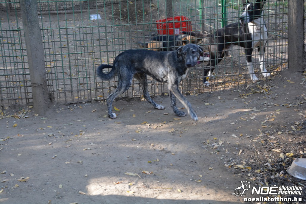 dsc_0690.jpg