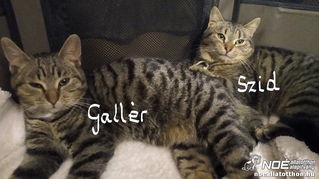 galler02.jpg