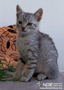 strippy10.jpg
