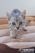 strippy3.jpg